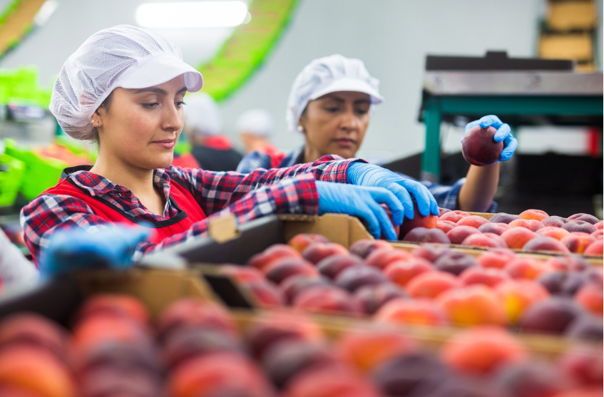 RECRUITING DAY OP KIWI SOLE: OPPORTUNITÀ DI LAVORO NEL SETTORE AGROALIMENTARE